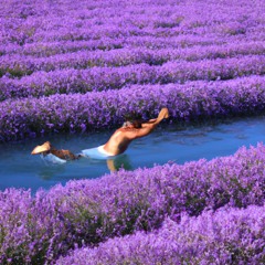 lavender drug