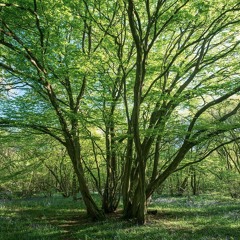 Hornbeam