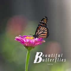 Beautiful Butterflies