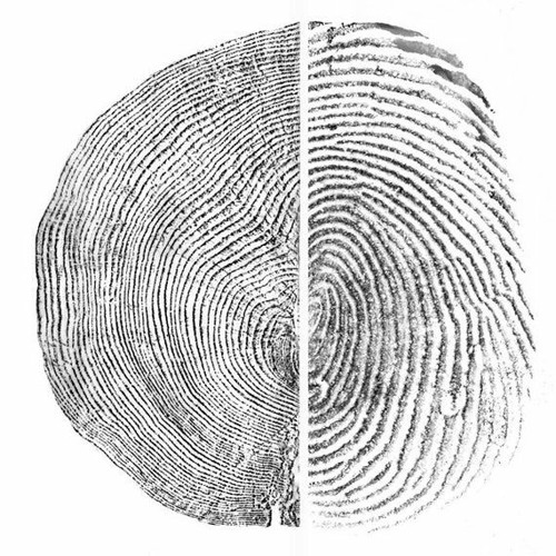 Tree Ring