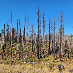 Dan's Radio 013 - Organic & Melodic House