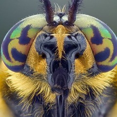 Bee Fucker