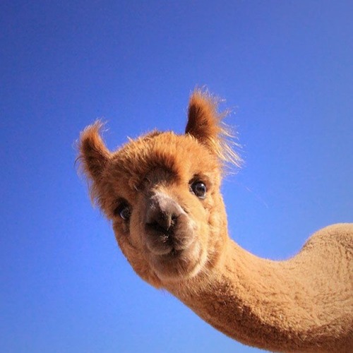 I've never been in love before  (Cover)