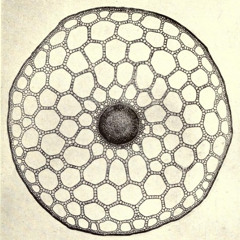Radial Symmetry