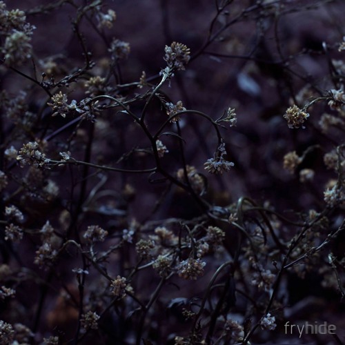 Enigma