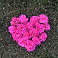 The Blossoming