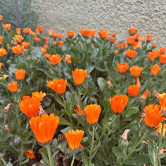 Pining(June 13th)