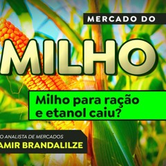 Por que a compra de milho para ração e etanol diminuiu?