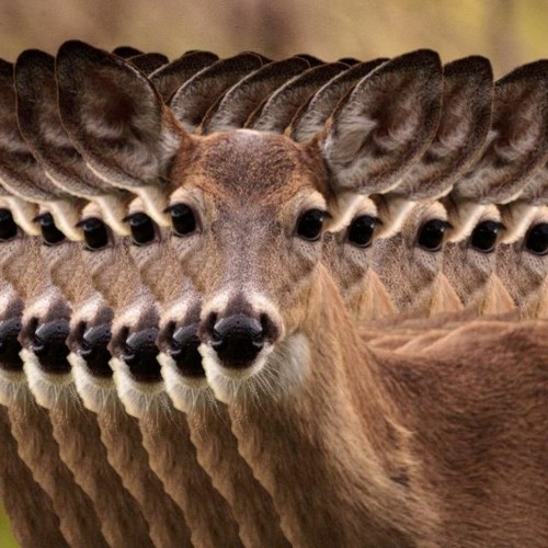 Headlights In Deer