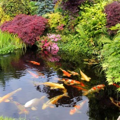 Koi Pond