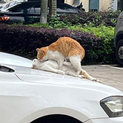 DO TA KHONG DO NANG KVC