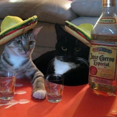 catcatcat