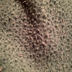 Last Night and Day Before the Landscape