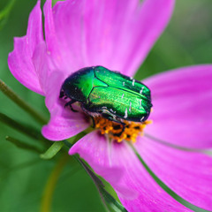 June Bug - demo
