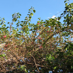 a tree outside of your heart