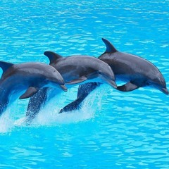 Мы будто дельфины