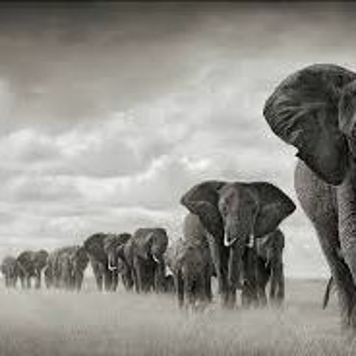 Elephants Walk