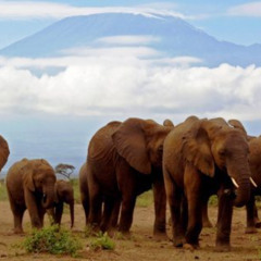 DOCUMENTARY-English-Elephants of Kilimanjaro(National Geography)