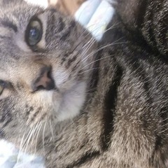 feline queen