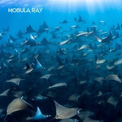 Style of Sound & Eternal Soul Vibes - Mobula Ray