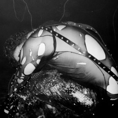 'EU SOU UMA RATA SENHORA' – 150BPM