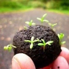 drop seedbombs if you Army people destroy earth or you wont heal trauma ,nature