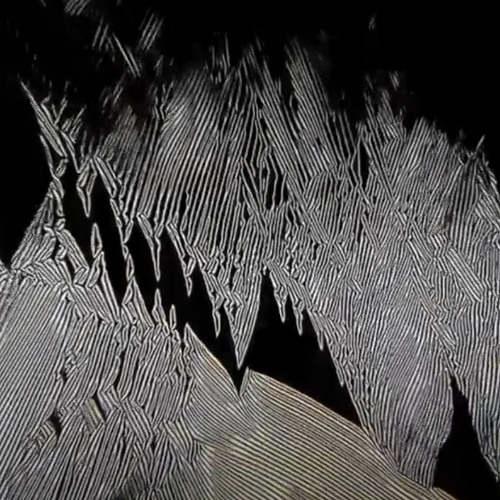 Møndaigai - Potential Motion