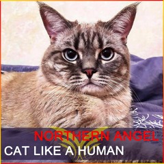 SHM094 : Northern Angel - Cat Like A Human (Radio Edit)