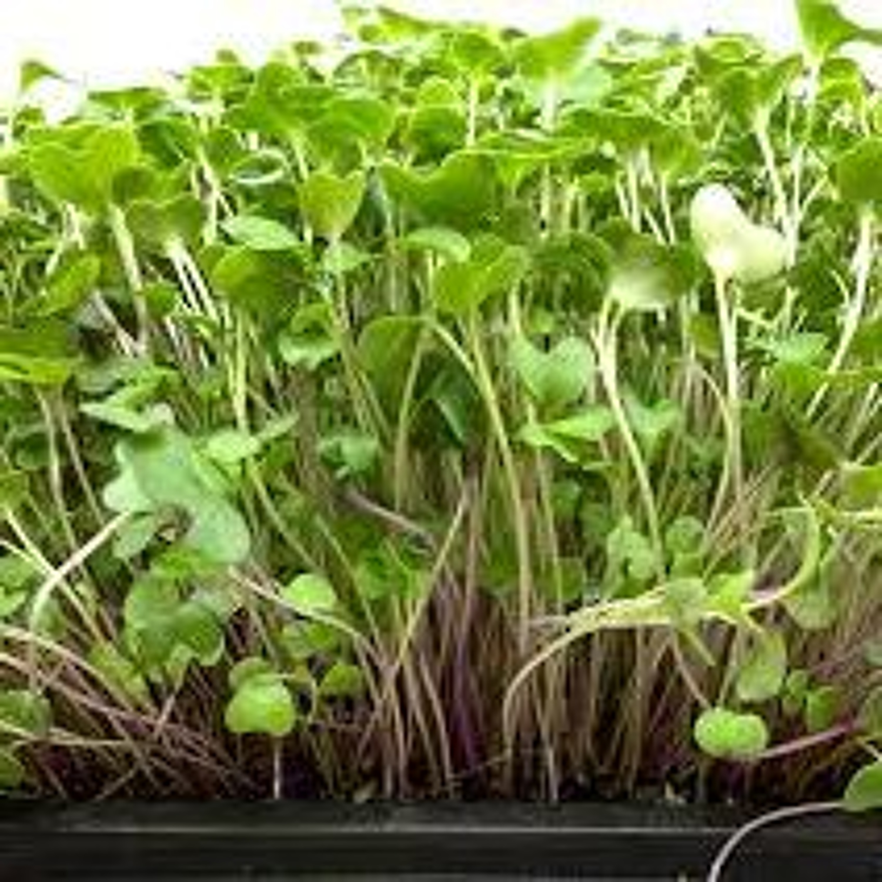 Organic Farm Stand -- June 20, 2024 -- Micro-greens to the Rescue! episode artwork