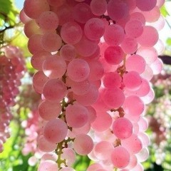 Owl City - Fireflys (KieL Remix)