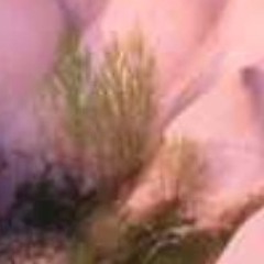 🗿🌲idm🌲🗿
