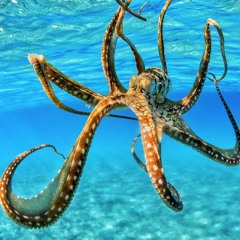 Orthopedic Octopus「𝙁𝙍𝙀𝙀 𝘿𝙊𝙒𝙉𝙇𝙊𝘼𝘿」