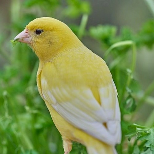 Canary Bird  - اقوى تغريد كناري للتسميع و تهييج الانات للتزاوج صوت رقم 1