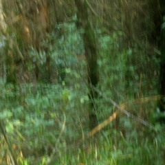 Dawn Chorus - 21 July 20 - 5.10am - Ballinvally