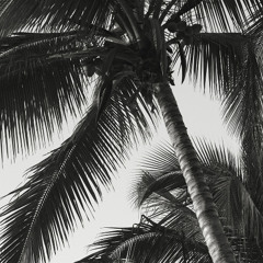 Punta Mita Nights