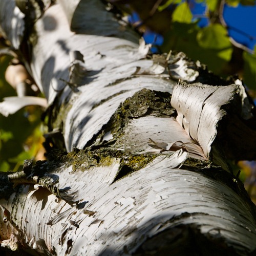 Birch - Beith