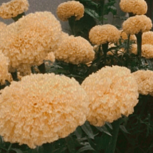 Stream elvis presley can't help falling in love (cover by alyssa