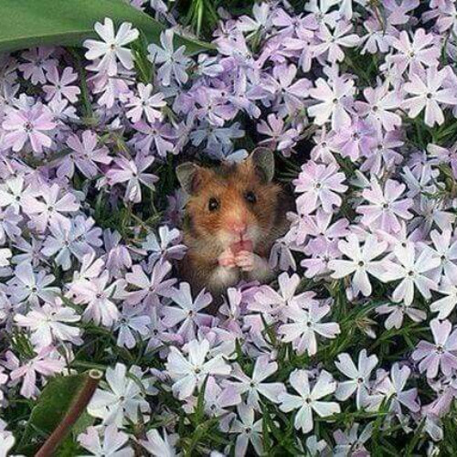 bloom ft killer2234 (2sick)