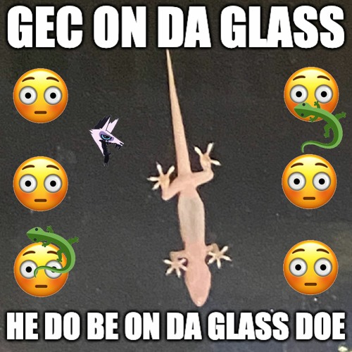 salv the dog - gec on da glass