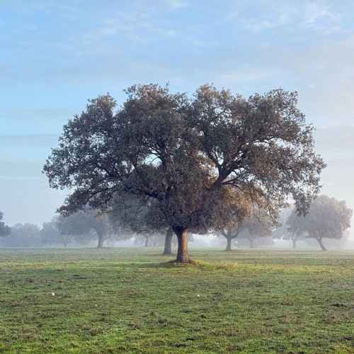 02.25🌐SETS CONTEMPORARY TECHNO. DEEP FREQUENCIES