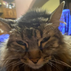 forero stream alonso bierg Rezblocks