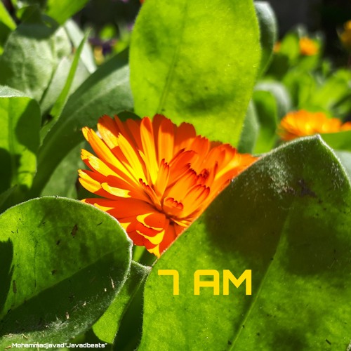 7 AM