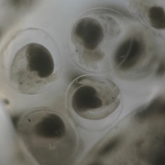 Waters of Connection: Marine Transport, Introduced Organisms, and Inland Ecologies