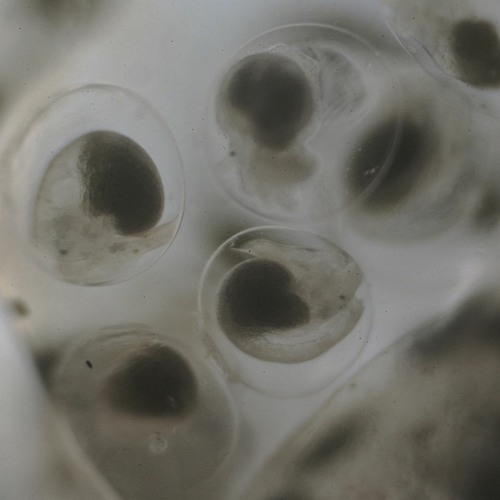 Waters of Connection: Marine Transport, Introduced Organisms, and Inland Ecologies