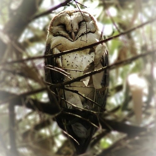 Barn Owl Screech