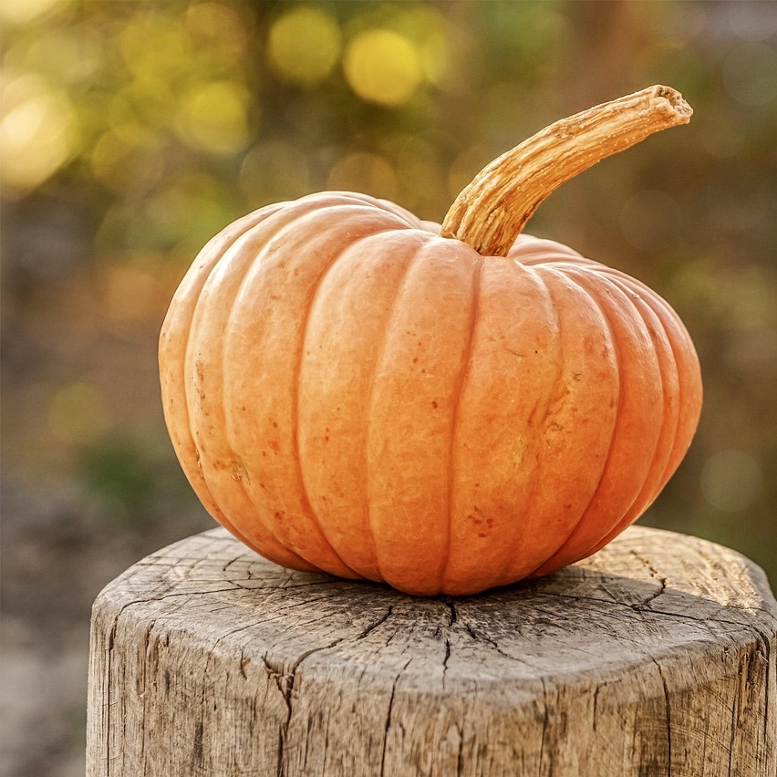 In cucina 22 - Zucca: risotto e altre curiosità