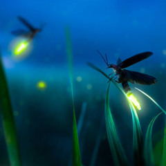 Leuchtkäfer (M:KR/T:R.Tagore)