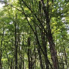 improvvisazione @ Giardini Sonori - 07-2021