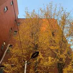 나무늘보 (New demo)