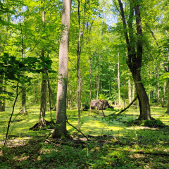 Sacred Nature Meditation